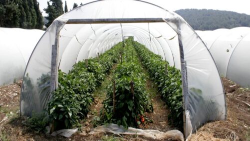 Finding New Sustainable Uses of Plastics in Horticulture