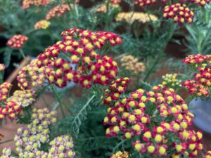 Achillea millefolium 'Sea Breeze Salmon' (Dümmen Orange)