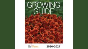 Introducing the 2026-2027 Mums Growing Guide from Ball Seed