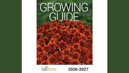 Introducing the 2026-2027 Mums Growing Guide from Ball Seed