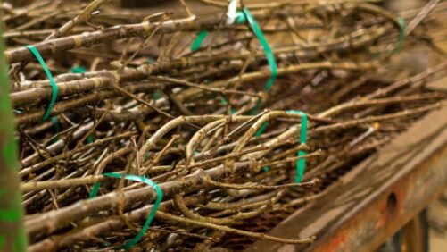 A Care and Handling Guide for Bareroot Plants