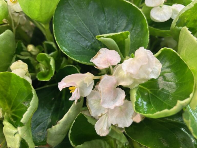 Begonia 'FlowerBall' (Express Seed Company)