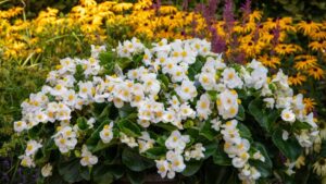 Presenting the 2025 Editor’s Choice Award Finalists for Best New Variety