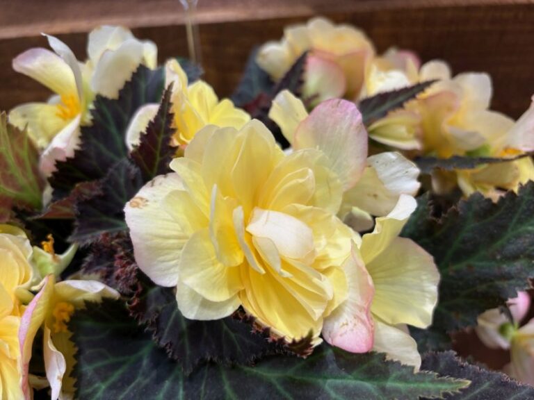 Begonia hyb. 'I'Conia Bacio Lemon' (Dümmen Orange)