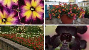 Breeding for Heat and Drought Tolerance in a Warming Climate