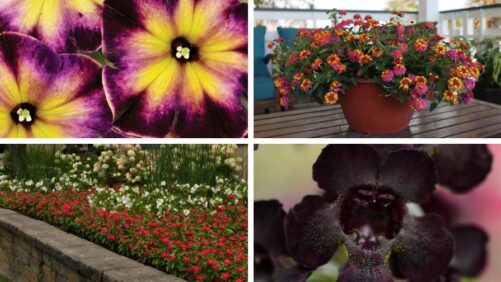 Breeding for Heat and Drought Tolerance in a Warming Climate