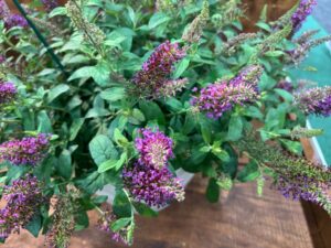 Butterfly Bush 'Little Rockstars Red' (Dümmen Orange, NGB Green Thumb Award)