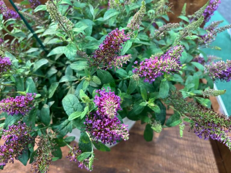 Butterfly Bush 'Little Rockstars Red' (Dümmen Orange, NGB Green Thumb Award)
