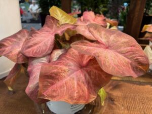 Caladium 'Heart to Heart Crème Brulee' (Proven Winners)