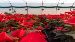 Tips for Successful Poinsettia Production in 2025