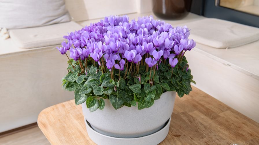 Cyclamen 'Dragon Blue' (Schoneveld)