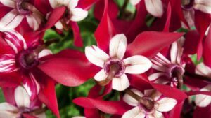 Video Spotlight: Heat-Tolerant Cyclamen from Schoneveld Breeding