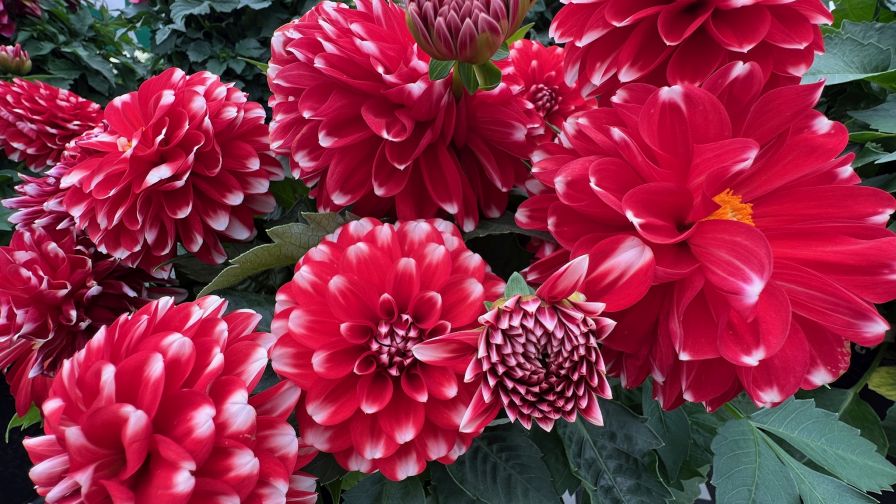 Dahia 'Cherie' (Danziger)