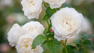 David Austin’s Rose IP Dispute Moves Forward in U.S. Courts