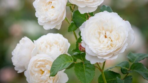 David Austin’s Rose IP Dispute Moves Forward in U.S. Courts