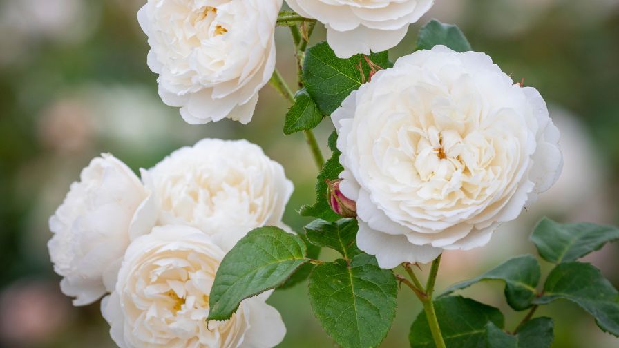 David Austin’s Rose IP Dispute Moves Forward in U.S. Courts