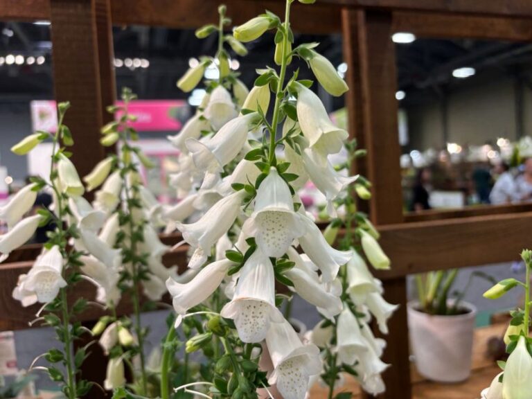 Digitalis 'Hanabee White' (Takii Seed)