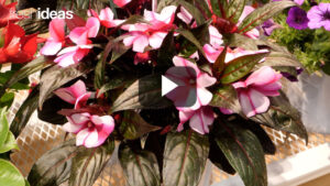 Dümmen Orange Unveils Winning Plant Varieties