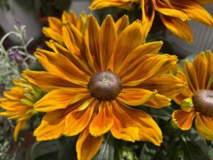 Echibeckia 'Summerina Firana' (Pacific Plug and Liner)