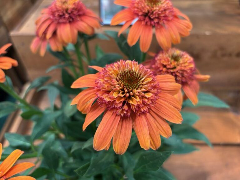 Echinacea 'Double Dipped Jamberry' (Walters Gardens)