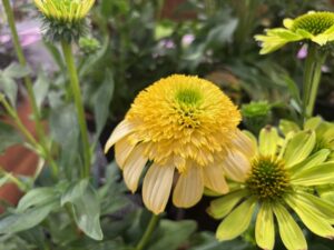 Echinacea 'Fried Egg' (Terra Nova Nurseries)