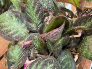 Episcia 'Velvet Tapestry Pink Panther' (Proven Winners-leafjoy)