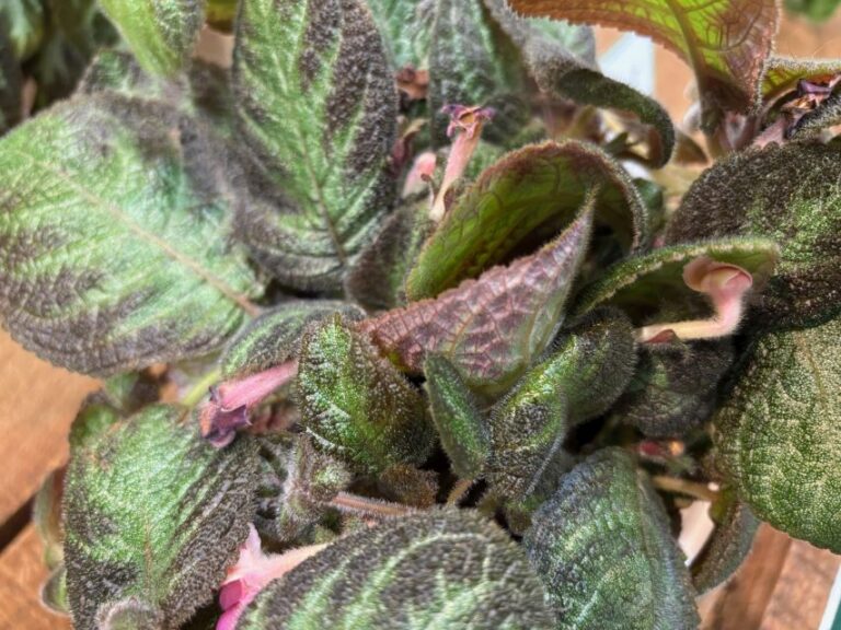 Episcia 'Velvet Tapestry Pink Panther' (Proven Winners-leafjoy)