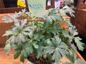 Geranium macalatum 'Dark Roast' (American Beauties Native Plants)