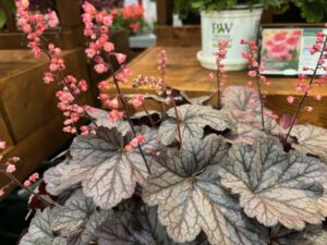 Heuchera 'Dolce Glazed and Confused' (Walters Gardens)