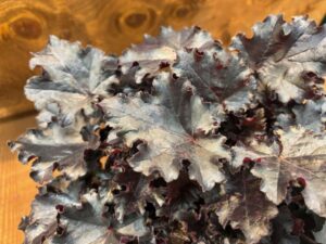 Heuchera 'Dolce Sultry Night' (Walters Gardens)