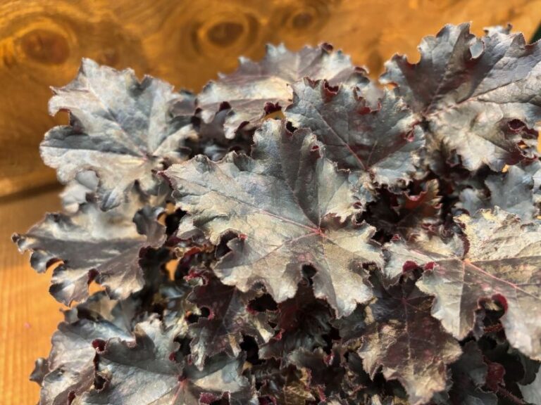 Heuchera 'Dolce Sultry Night' (Walters Gardens)