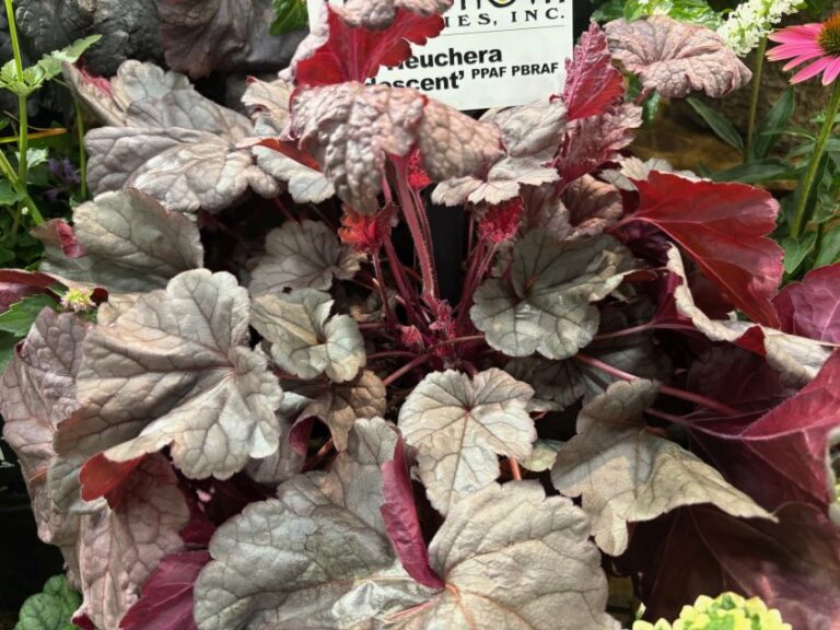 Heuchera 'Iridiscent' (Terra Nova Nurseries)