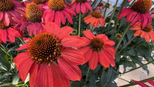 Video Spotlight: HilverdaFlorist’s Visit to California Spring Trials 2025