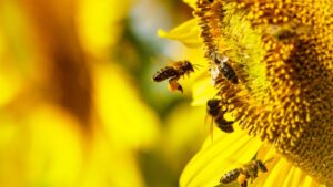 Video Spotlight: Why Bumblebees Are Better Pollinators Than Honeybees