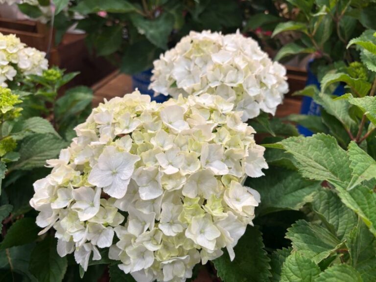 Hydrangea 'DreamCloud' (Bailey Nurseries)