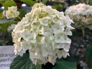 Hydrangea 'FlowerFull Smooth' (Bailey Nurseries, NGB Green Thumb Award)