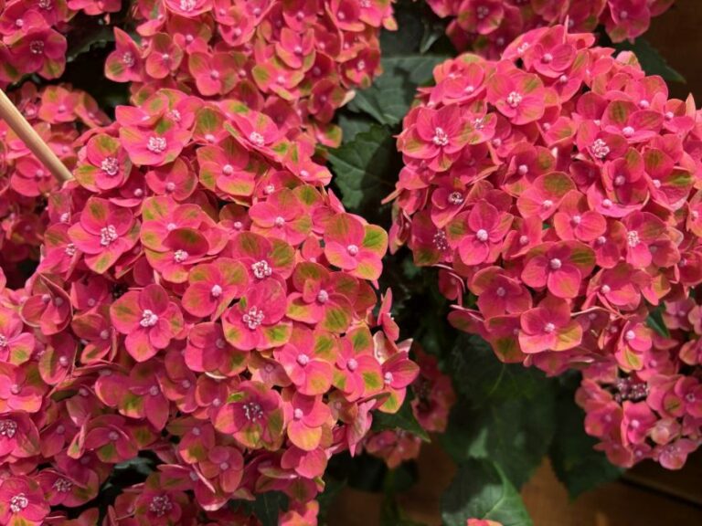 Hydrangea 'Magical Greenfire' (Plants Nouveau)