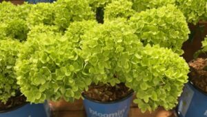 Check Out the Pennsylvania Horticultural Society’s Top 10 Gardening Trends of 2026