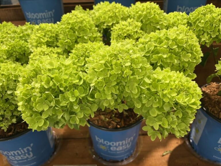 Hydrangea pan. 'Bubble Bath' (Bloomin' Easy)