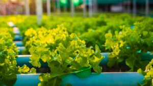 CEA Grower Insights on Setbacks, Solutions, and Smart Growth