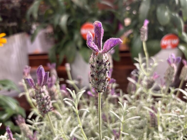 Lavandula stoechas 'Voltage Violet' (Pacific Plug and Liner)