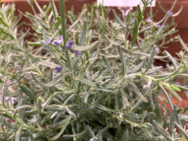 Lavender angustifolia 'La Diva Spirit Purple Blue' (Dümmen Orange)