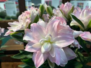 Lily 'Sunny Double Duty' (Garden World)
