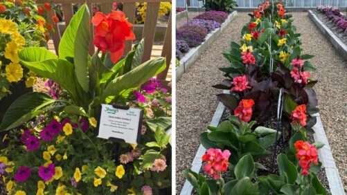 Young Plant Producers Network Announced for the CannaSun Series