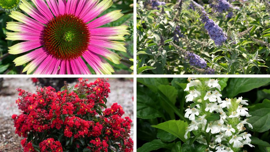 New Star Roses and Terra Nova Varieties from Cultivate'25
