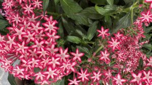 Pentas 'Phenom' (Green Fuse Botanicals)