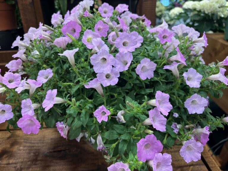 Petunia 'Supertunia Vista Cool Jazz' (Proven Winners)