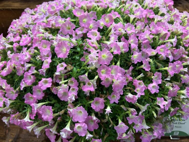 Petunia 'Supertunia Mini Vista Pink Cloud' (Proven Winners)