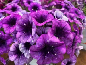 Petunia 'Surprise Sparkle Blue Vein' (Intrinsa) (Dümmen Orange)