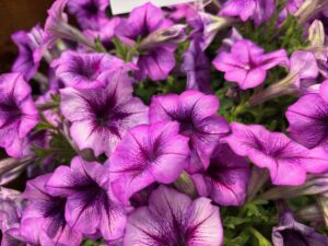 Petunia 'Trilogy Purple Vein' (Takii Seed)